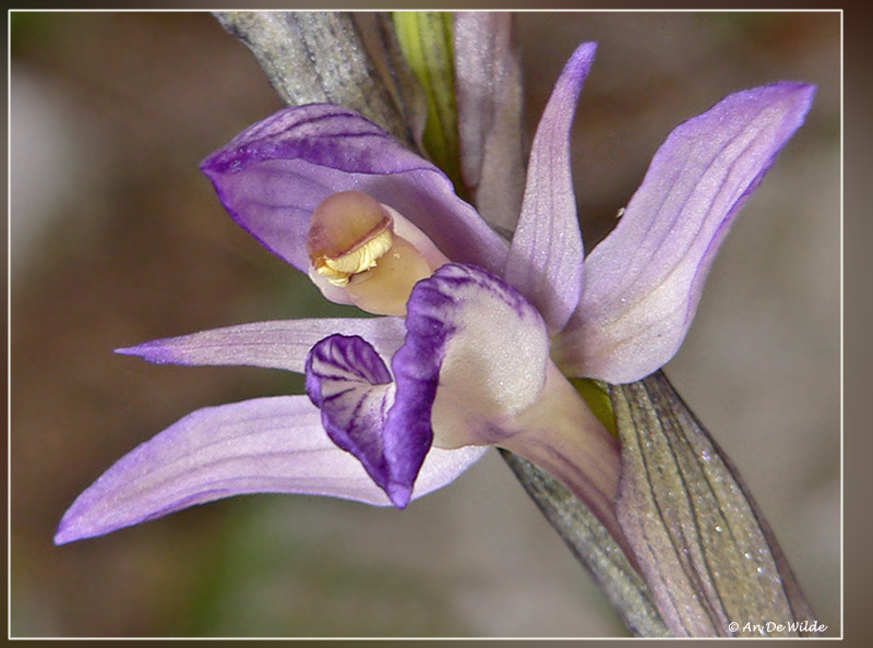 Paarse asperge orchis