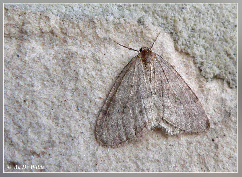 kleine wintervlinder