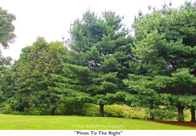 003  Pines To The Right.jpg