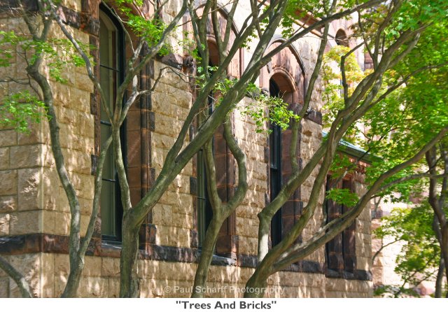 093  Trees And Bricks.jpg