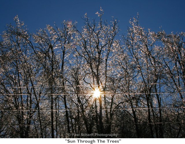 202  Sun Through The Trees.jpg