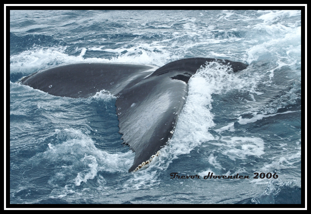 Whale Tail, Hervey Bay Qld