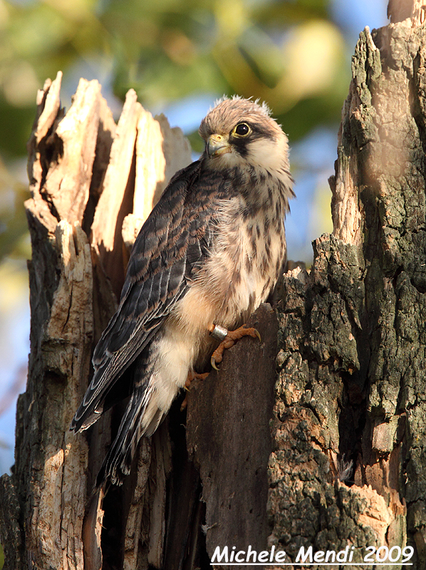 Red footed falcon