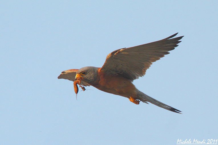 Lesser kestrel