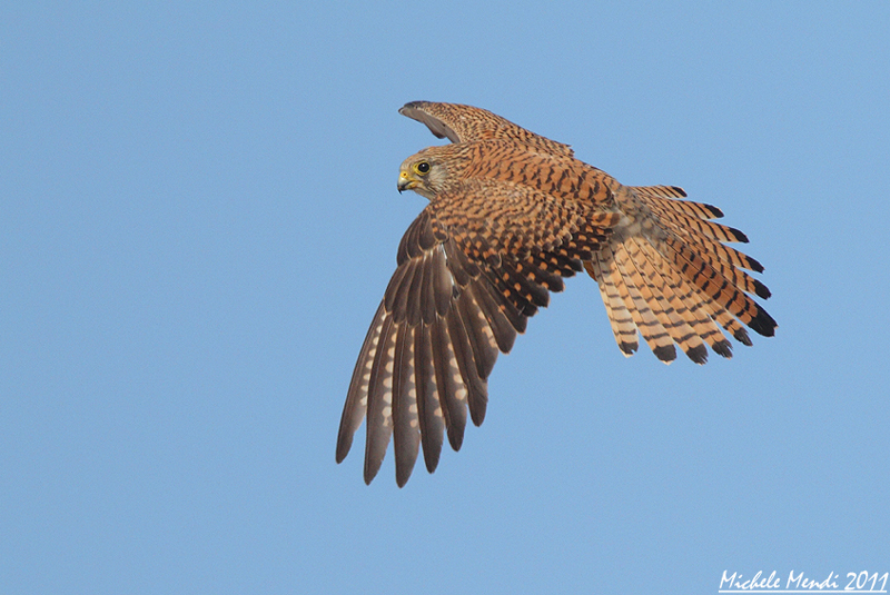 Lesser kestrel