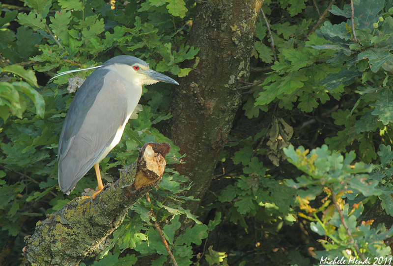 Night Heron