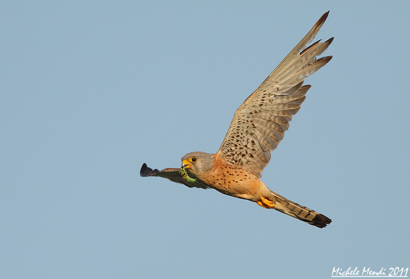 Lesser kestrel