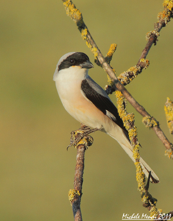 Lesser Grey Shrike