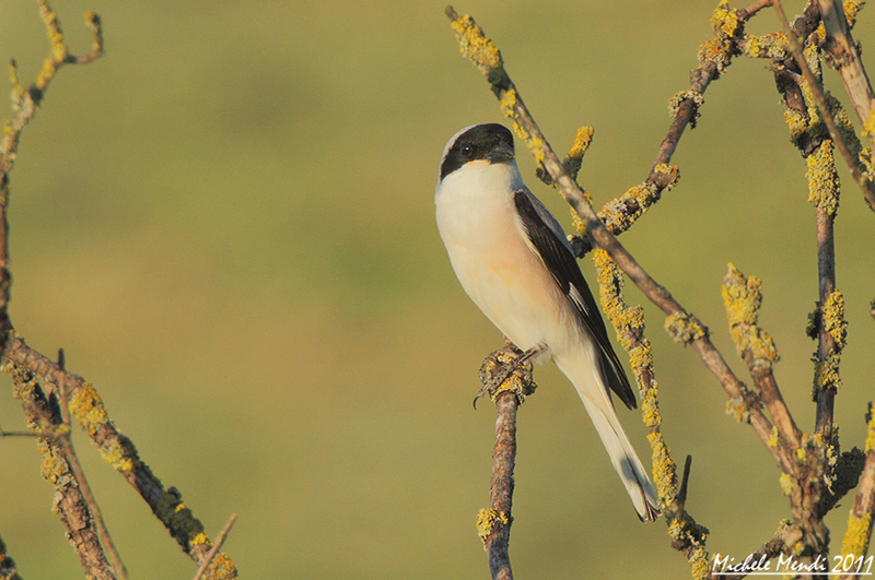 Lesser Grey Shrike