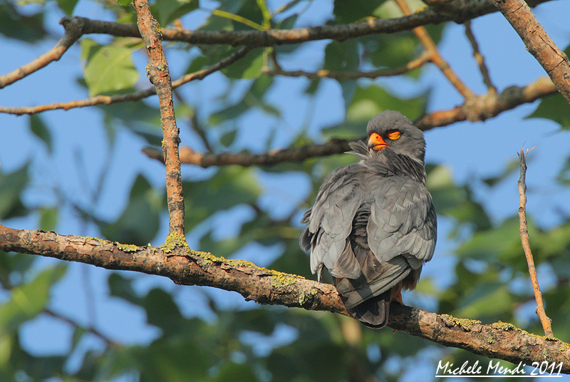 Red footed falcon