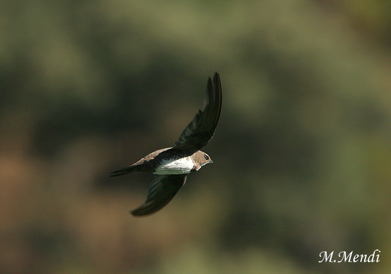 Alpine Swift