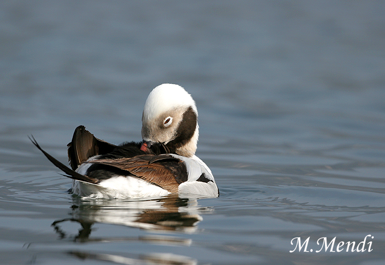 Long-tailed Duck