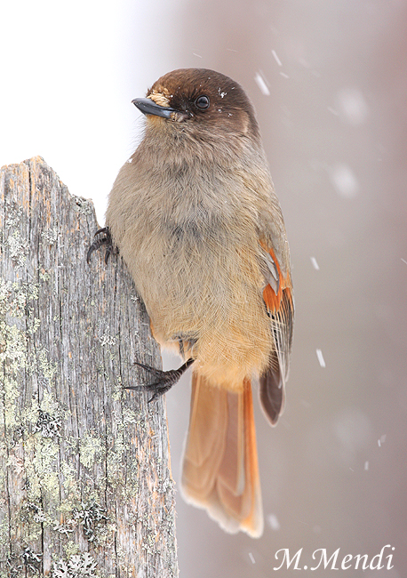 Siberian Jay