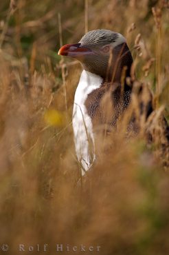 Yellow eyed penguin