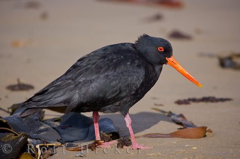 Variable Oyster Catcher