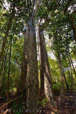 Kauri tree forest