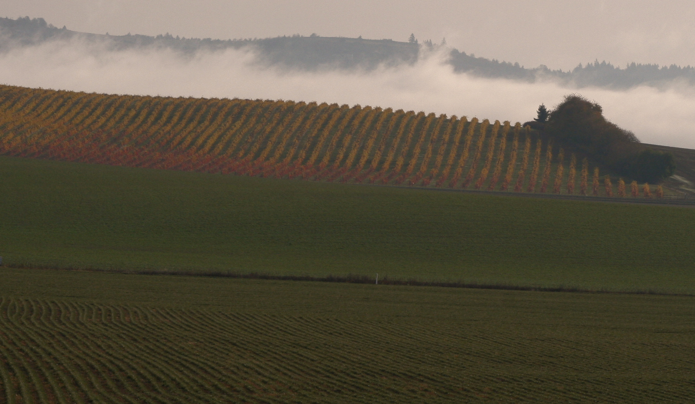 Vineyard Colors