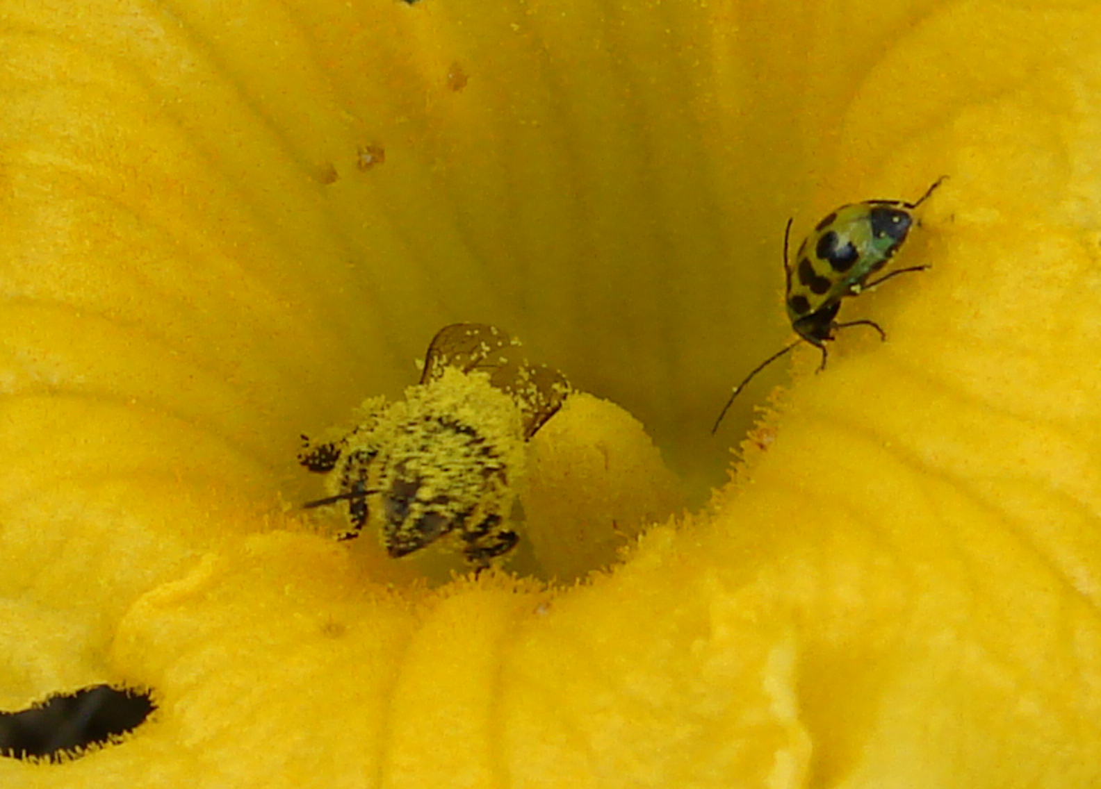 Bee & Beetle Detail