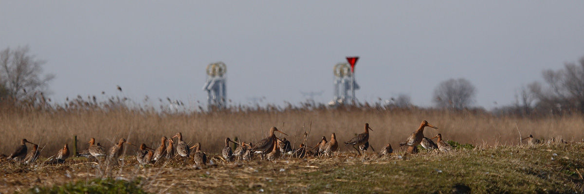 grutto stoter 20-03-2009 3.jpg