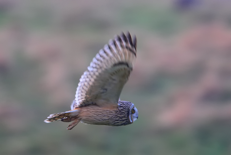velduil 28-12-2009 uitkerkse polder 2.jpg