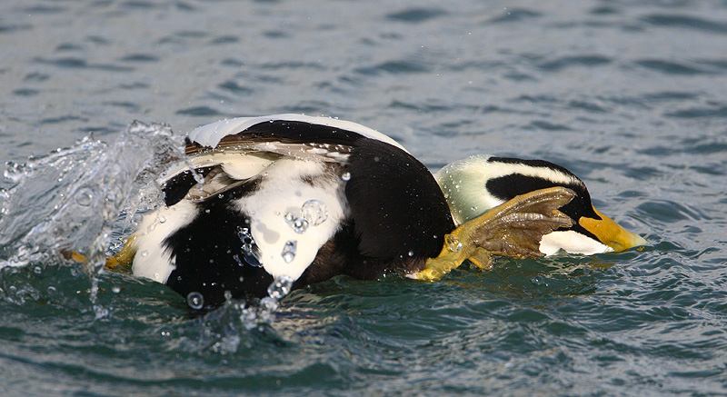 EIDER TEXEL 16-11-2009 4.jpg
