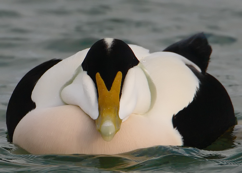 EIDER TEXEL 16-11-2009 8.jpg