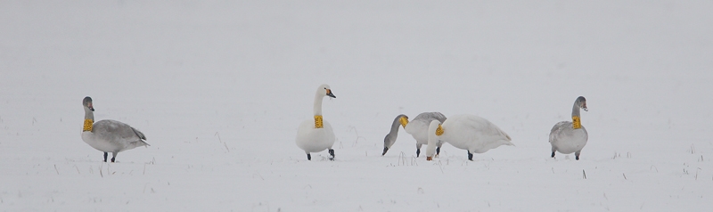 kleine zwaan polder hattem 5-01-2010 2.JPG