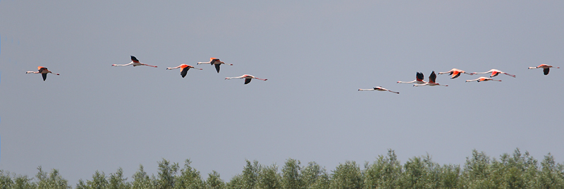 flamingo ketel 26-06-2010 2.jpg