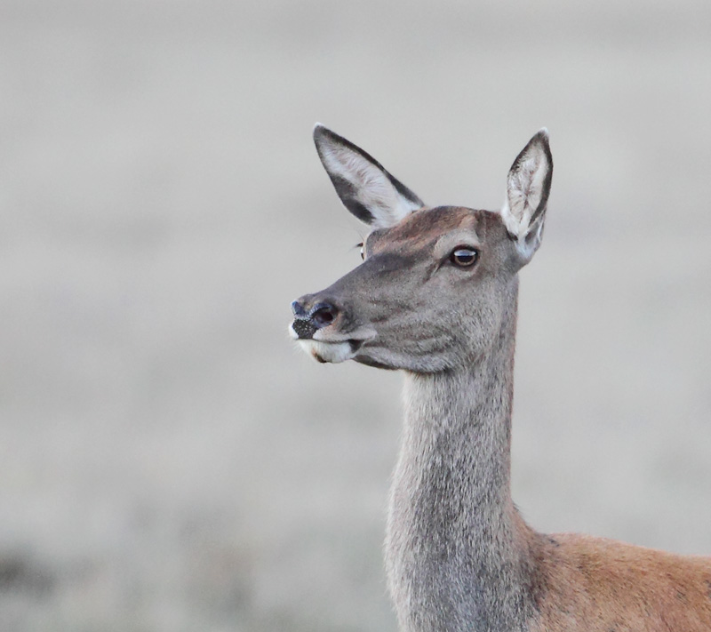 edelhert hoge veluwe 17-09-2010 7.jpg