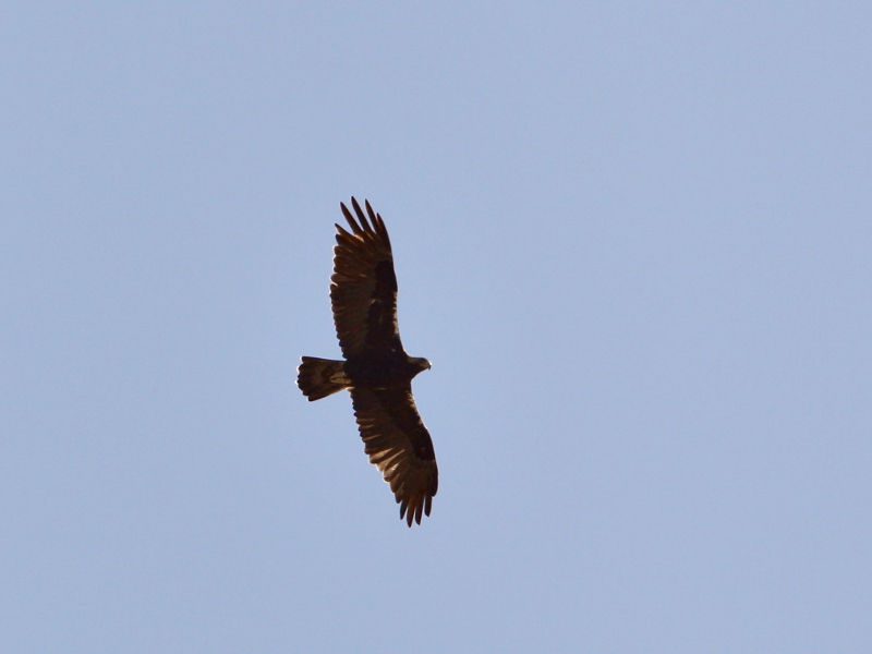 keizerarend donana 10-09-2010.jpg