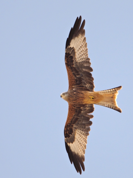 rode wouw donana 16-09-2010.jpg