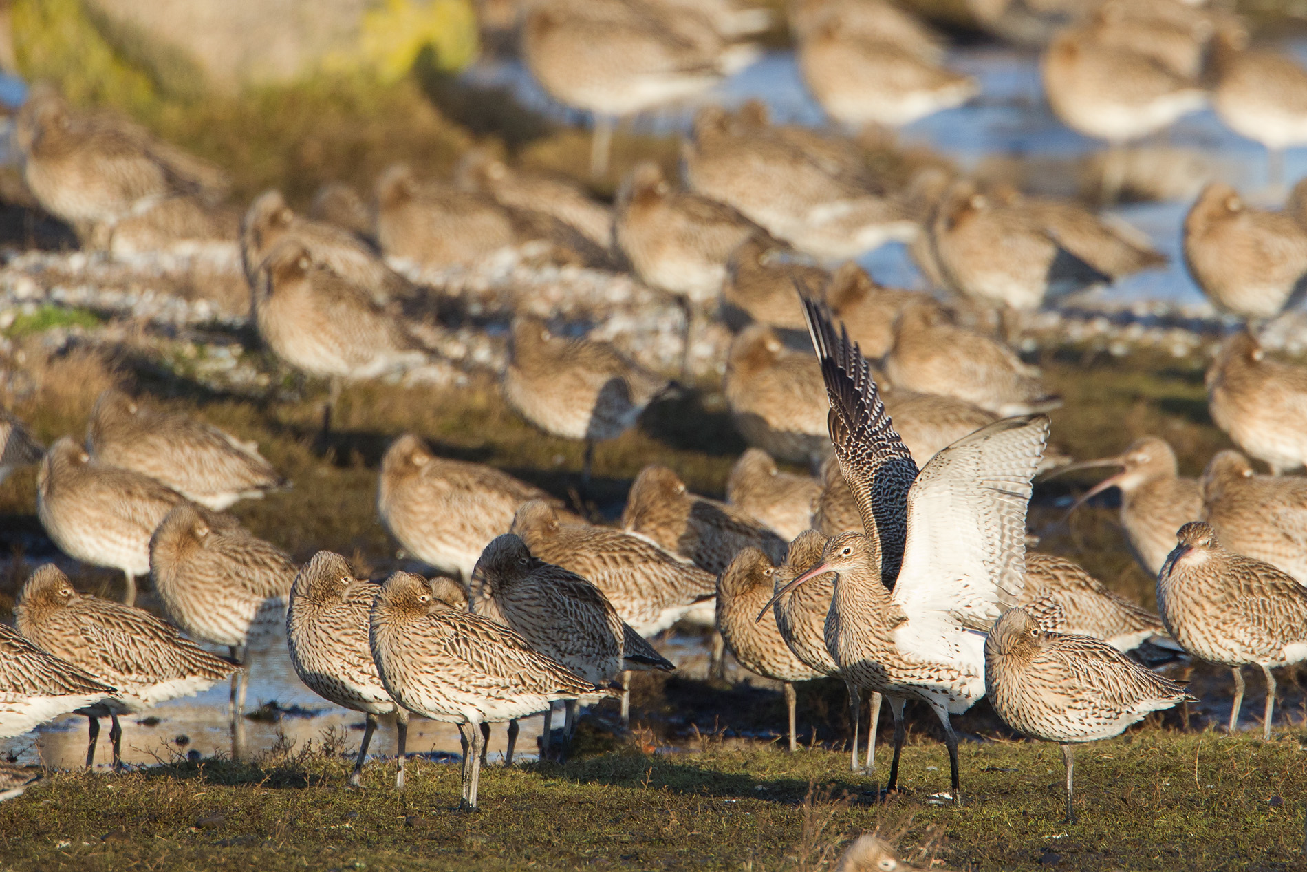 wulp texel 16-01-2011.jpg