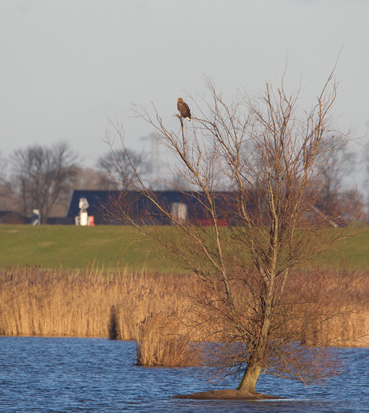 zeearend vossemeer 20-01-2011.jpg