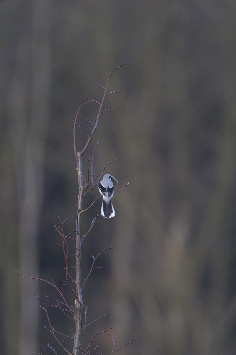 klapekster bos 20-01-2012 2.jpg