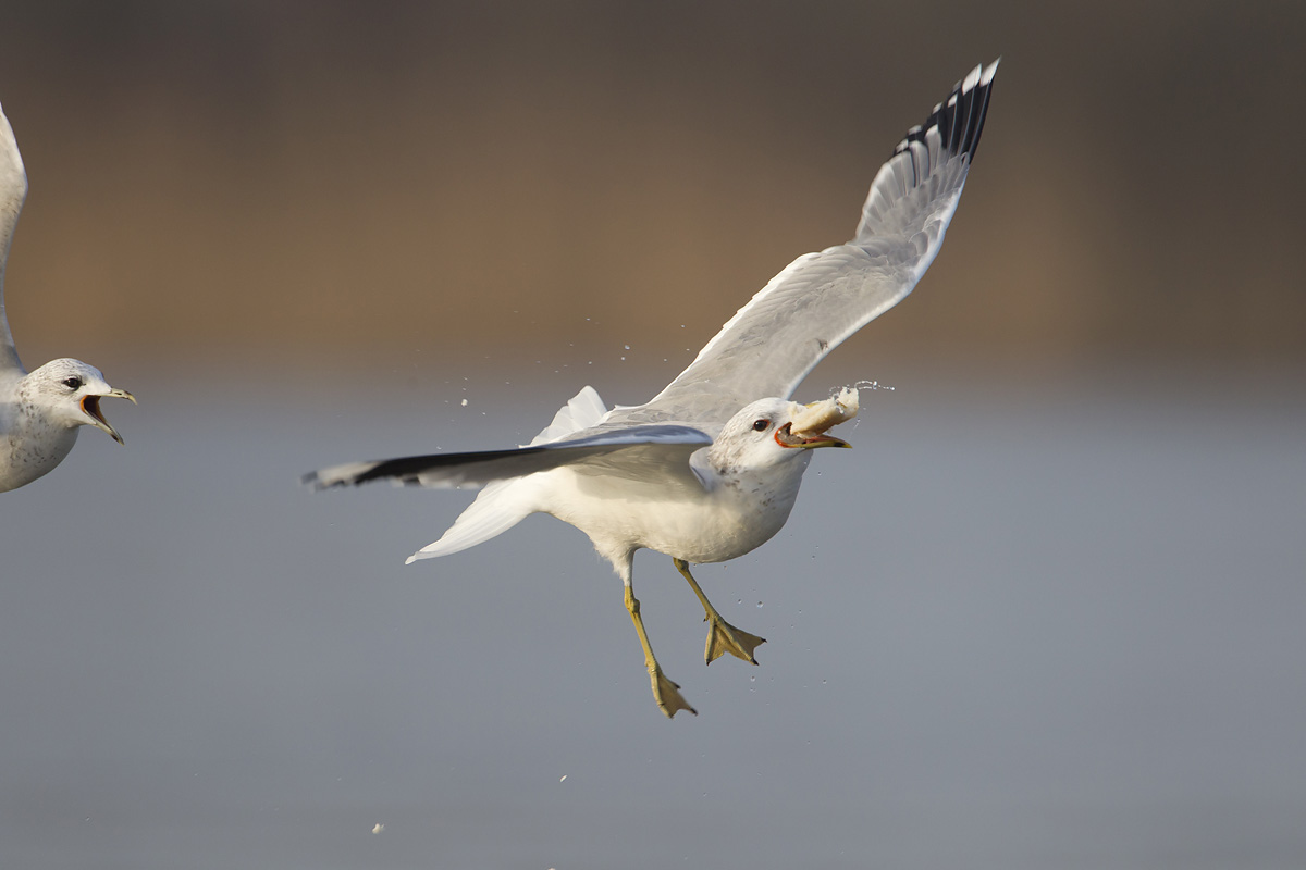 ijssel kampen27-01-2012 meeuw 3 a.jpg