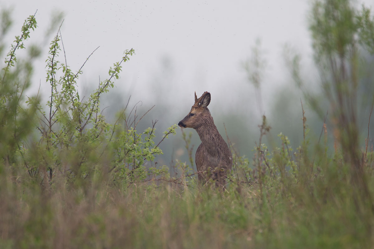 ree ijsselmonding 30-05-2012.jpg