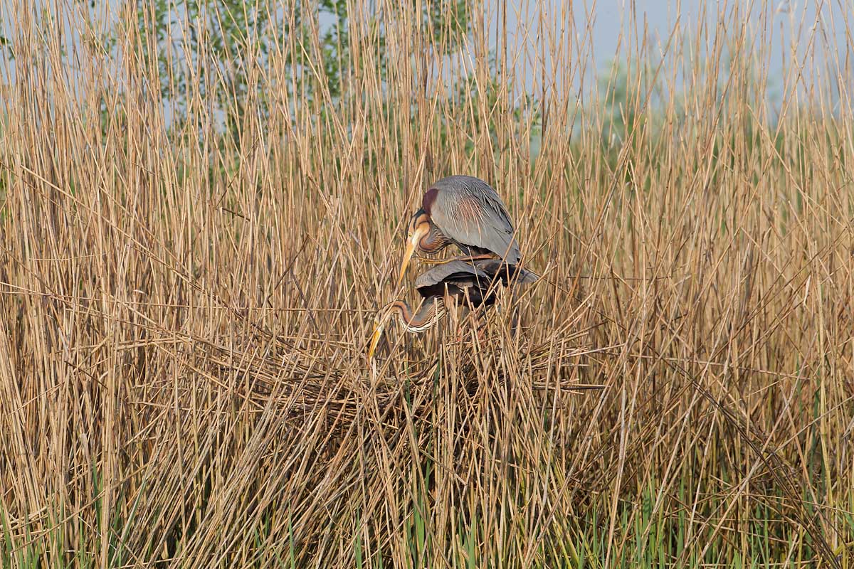 purper overijssel 2-05-2012  p pb 11.jpg