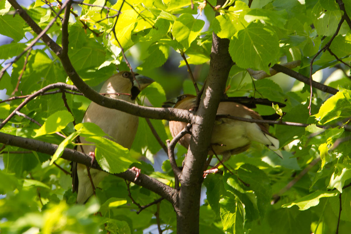 8-5-2012 appelvink polen 3.jpg