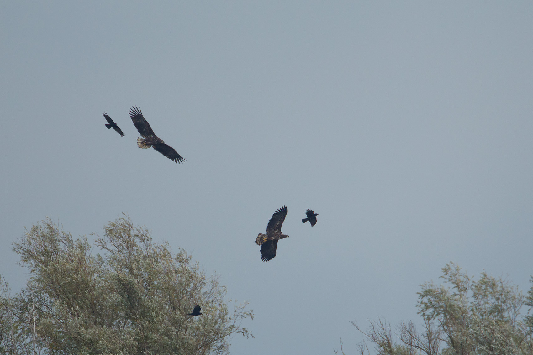 17-10-2012 ijsselmonding zeearend 4.jpg