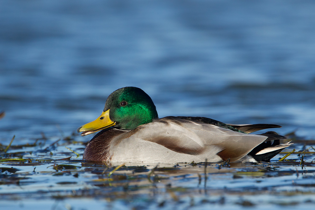 27-10-2012 ijssel wilde eend 3.jpg