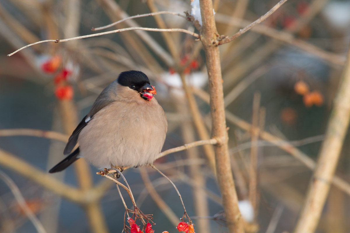 appelvink roggebot 16-01-2013 2.jpg