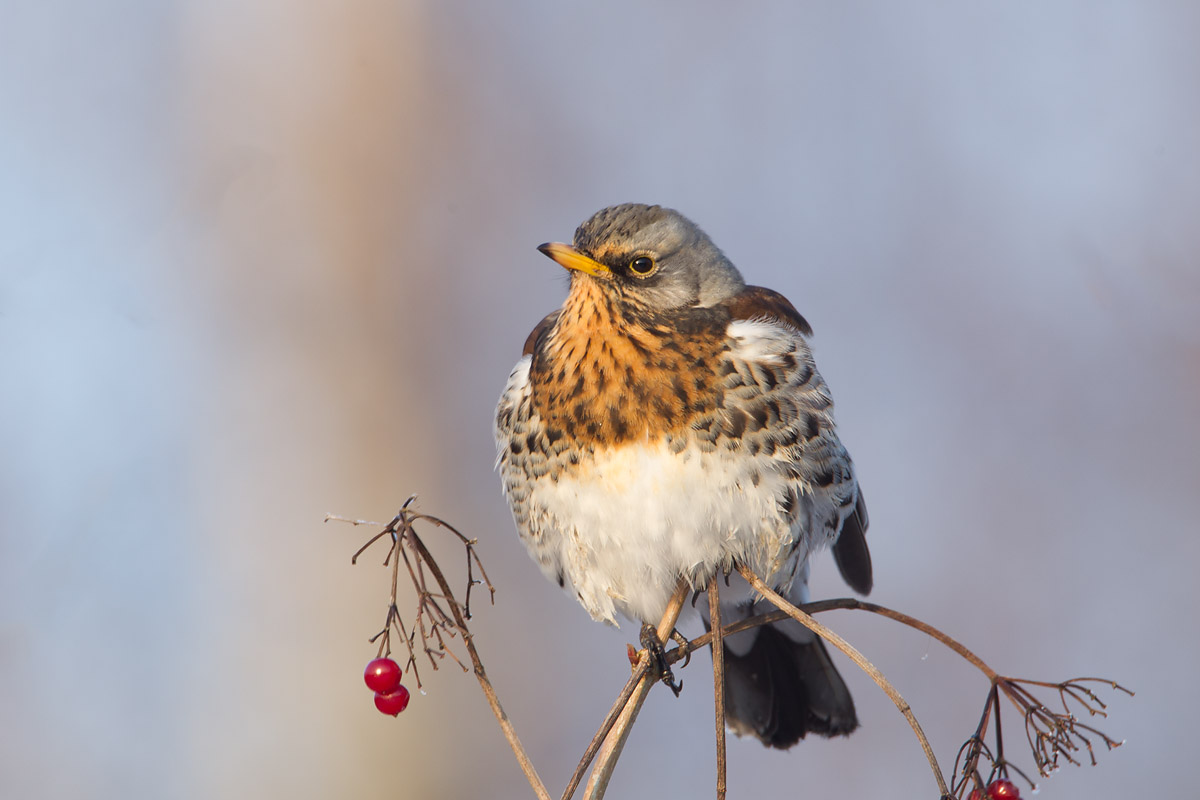 kramsvogel roggebot 16-01-2013 3.jpg