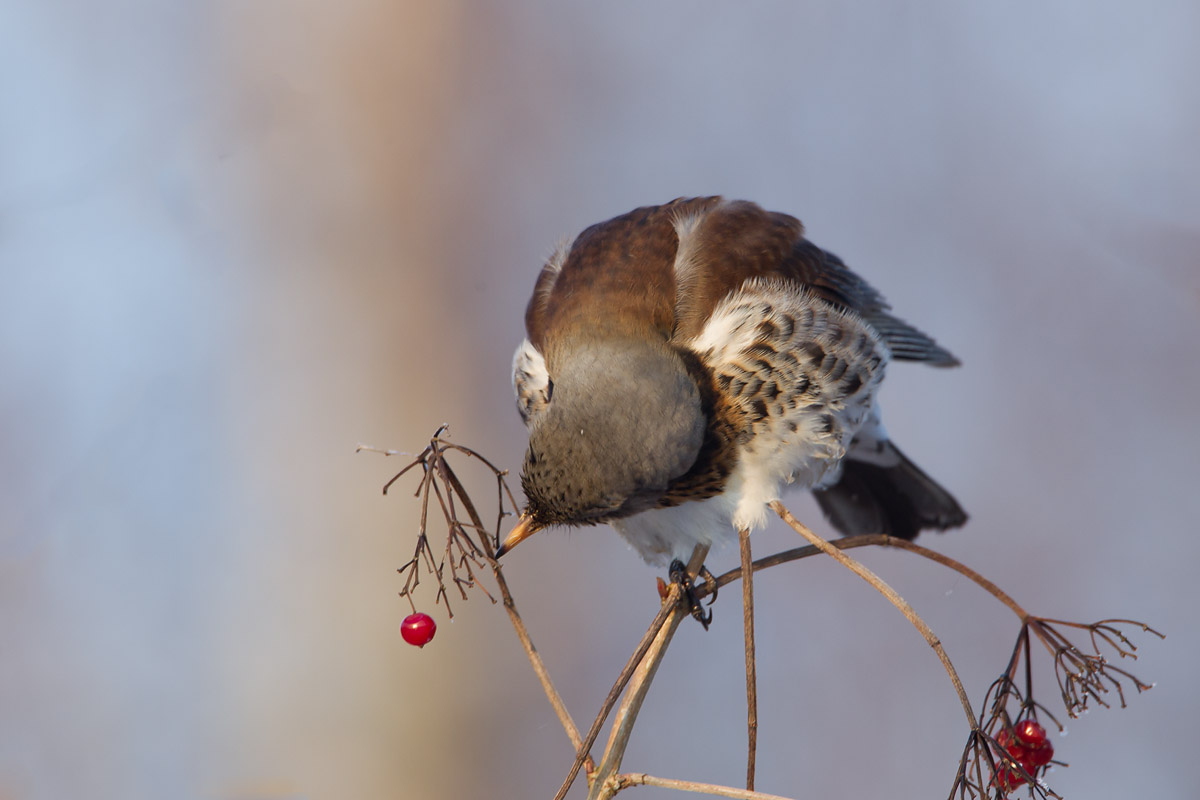 kramsvogel roggebot 16-01-2013 4.jpg