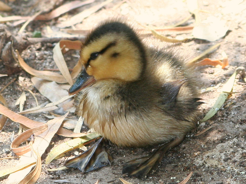 Newborn duckling