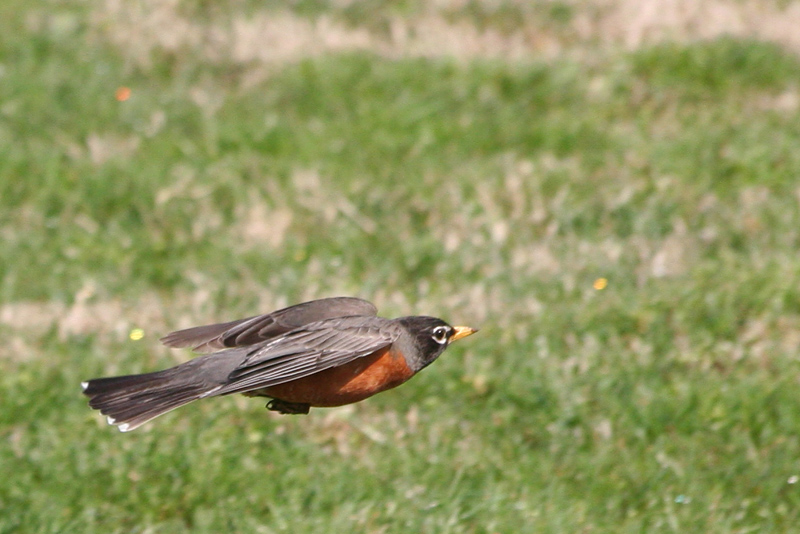 American Robin