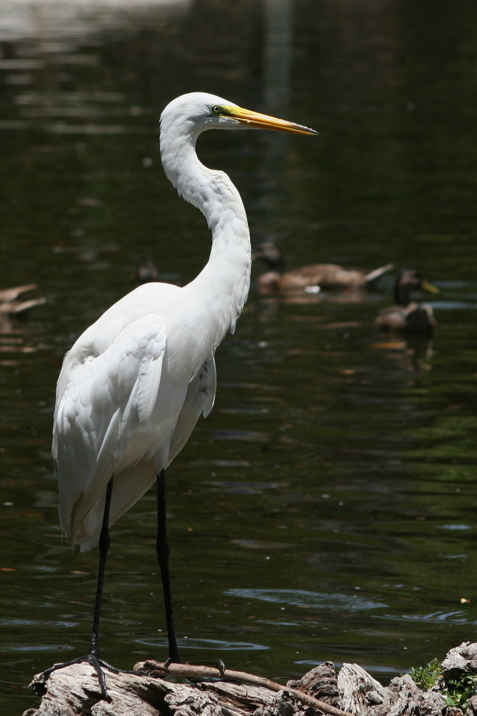 Great Egret<br><i>Ardea alba</i>