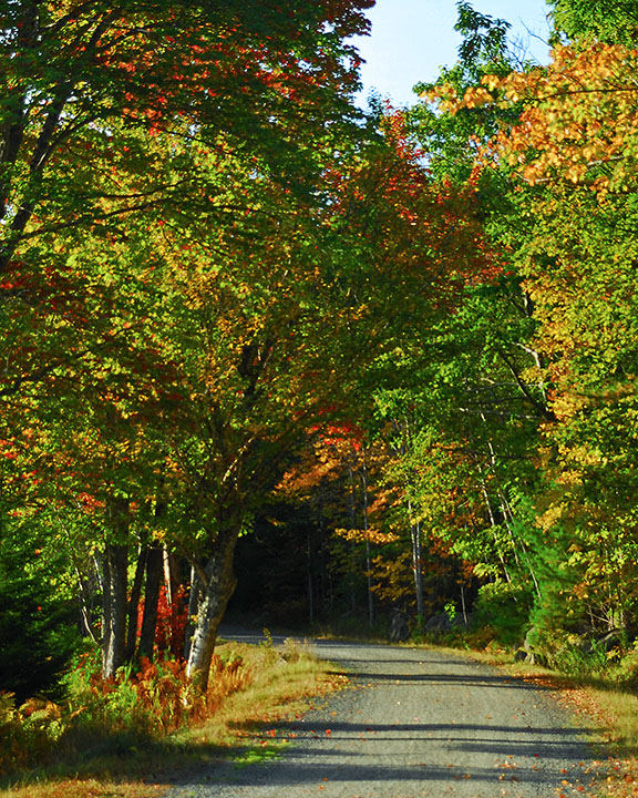 Leafy Trail