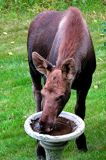 Birdbath ???