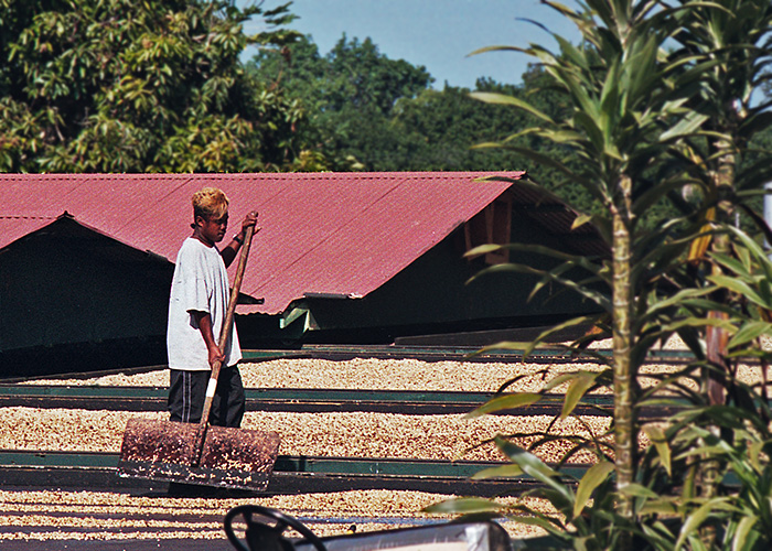 Harvest