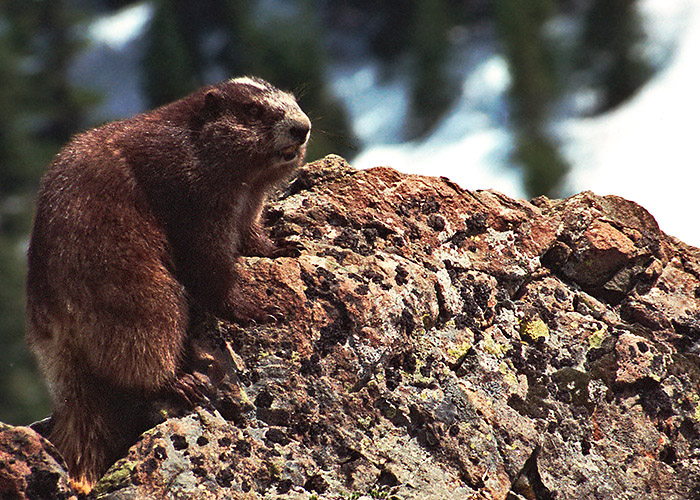Olympic Marmot